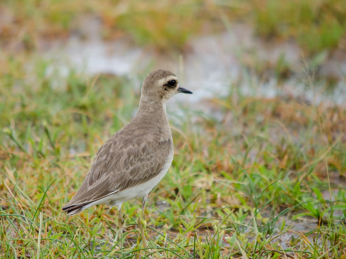 Caspian Plover - ML157030831