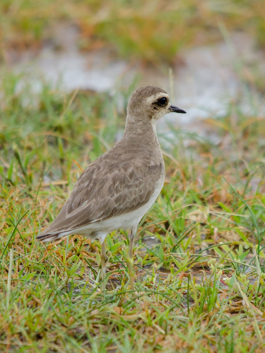 Caspian Plover - ML157030841