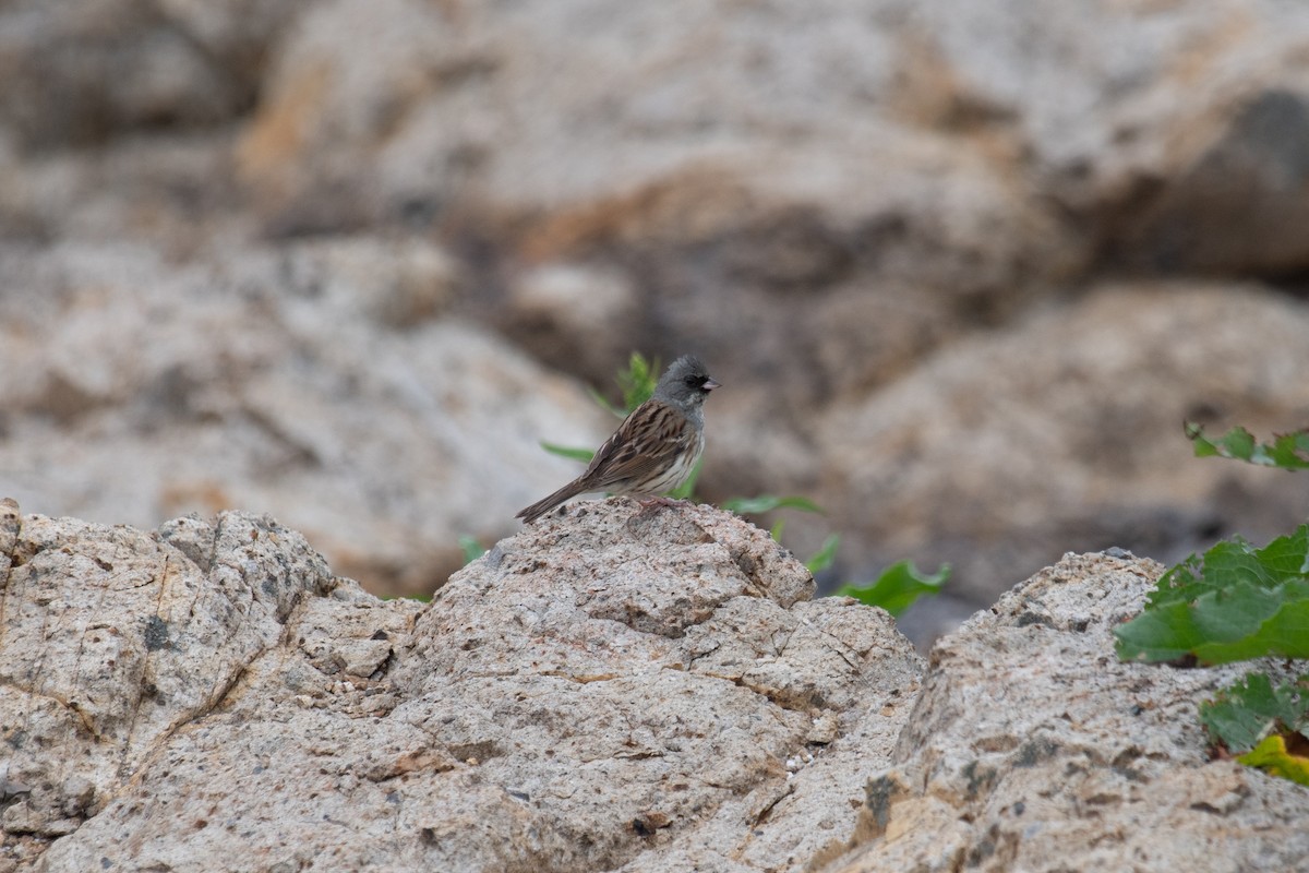 Black-faced Bunting - ML157031501