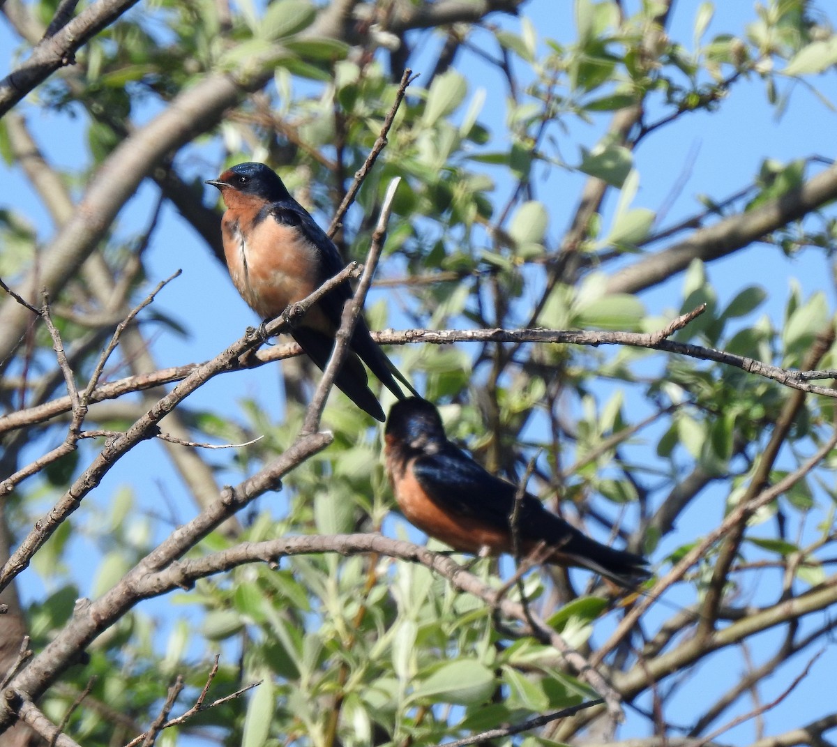 Barn Swallow - ML157033141