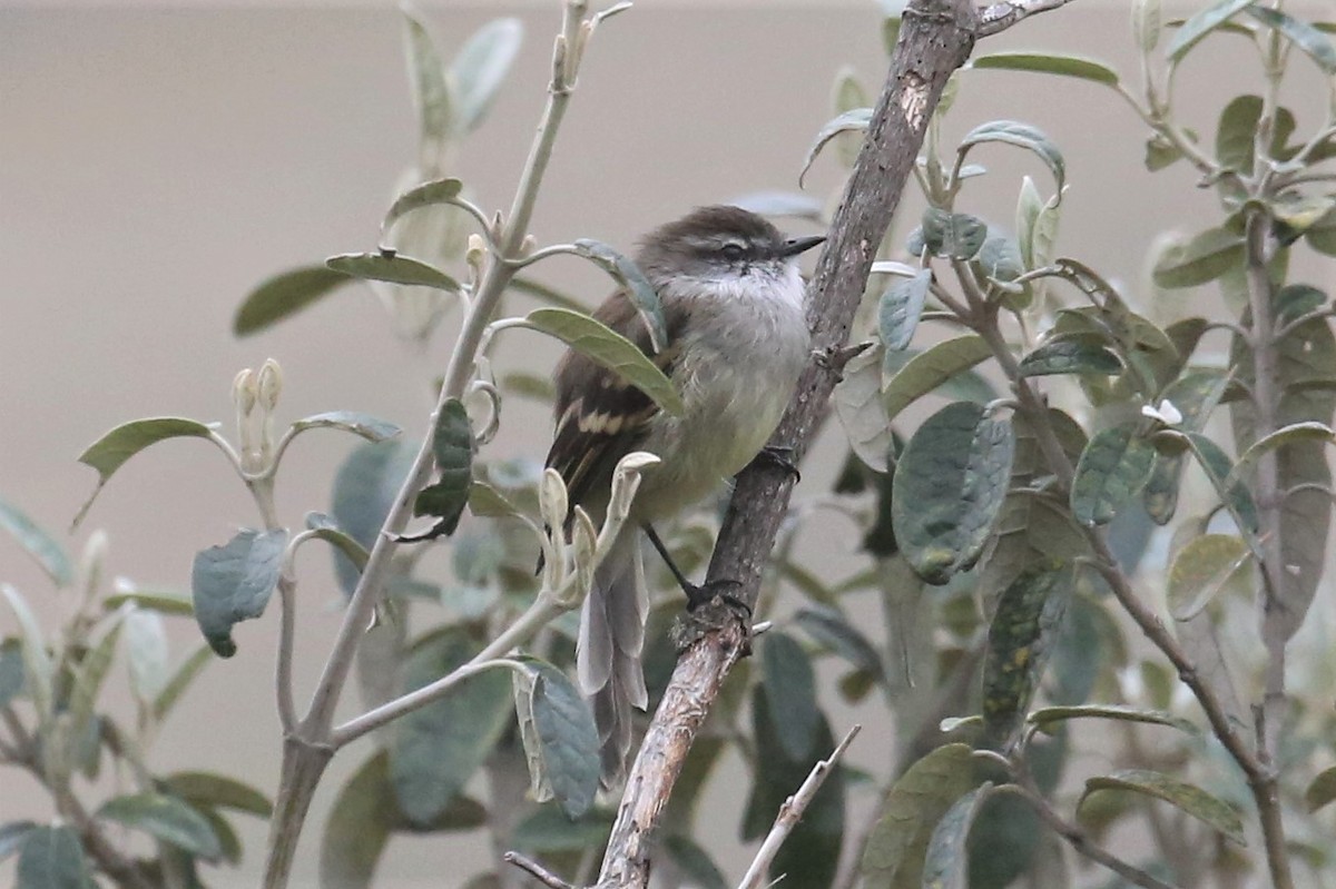 White-throated Tyrannulet - ML157033321