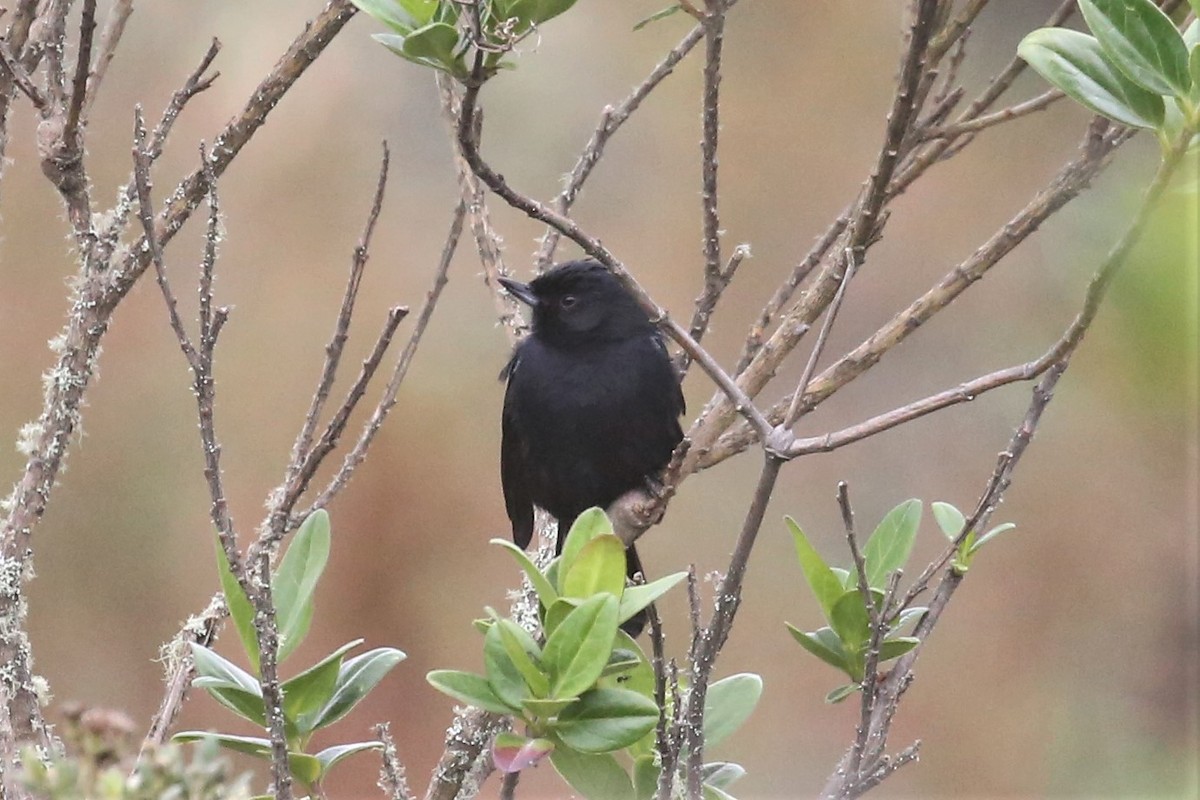 Black Flowerpiercer - ML157033371