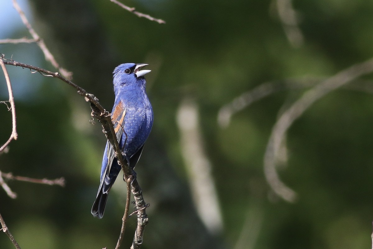 Blue Grosbeak - Anonymous