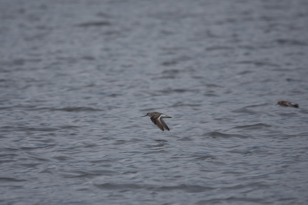 Terekwasserläufer - ML157033881