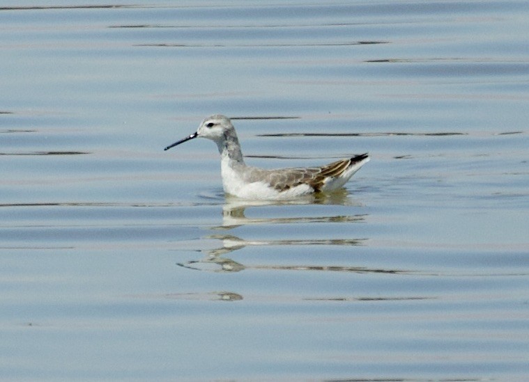 Falaropo Tricolor - ML157034251