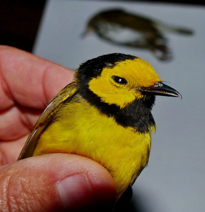 Paruline à capuchon - ML157036781