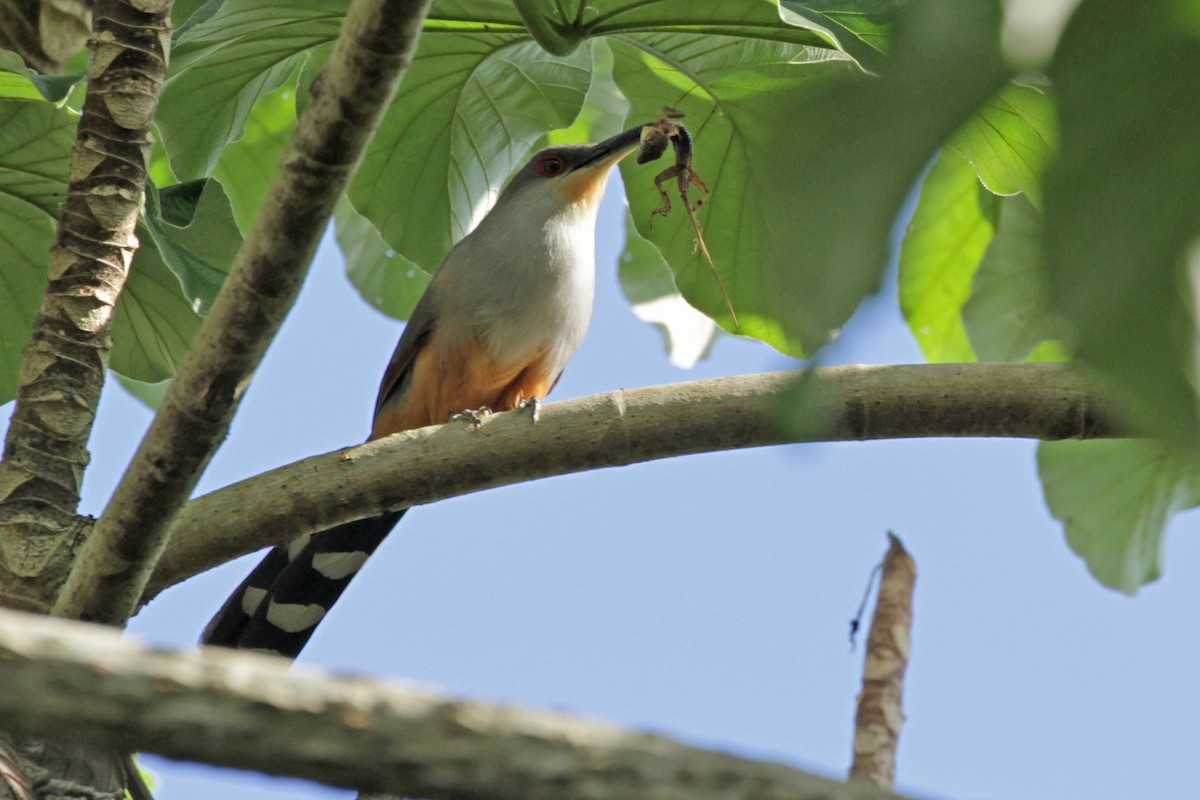 Hispaniolan Lizard-Cuckoo - ML157037711