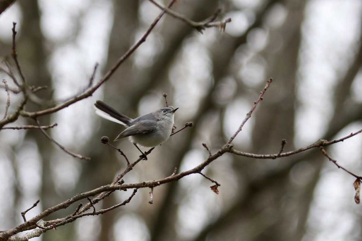 Blue-gray Gnatcatcher - ML157037721