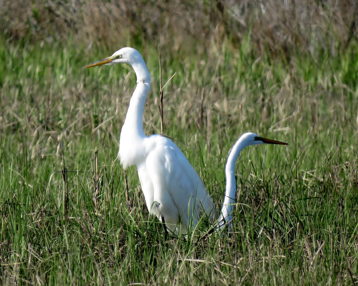 Great Egret - Patricia and Richard Williams