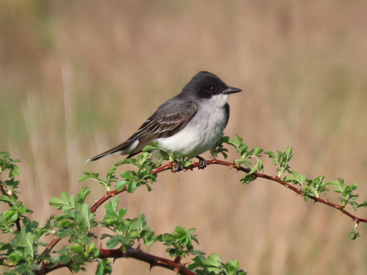 Eastern Kingbird - John Marshall