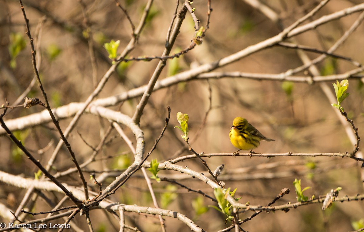 Prairie Warbler - Karen Lee Lewis