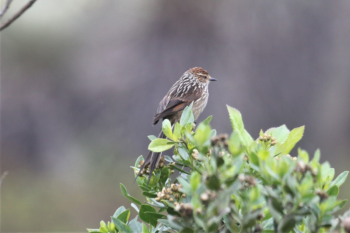 Andean Tit-Spinetail - ML157040811