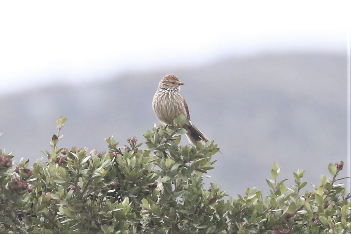 Andean Tit-Spinetail - ML157040831