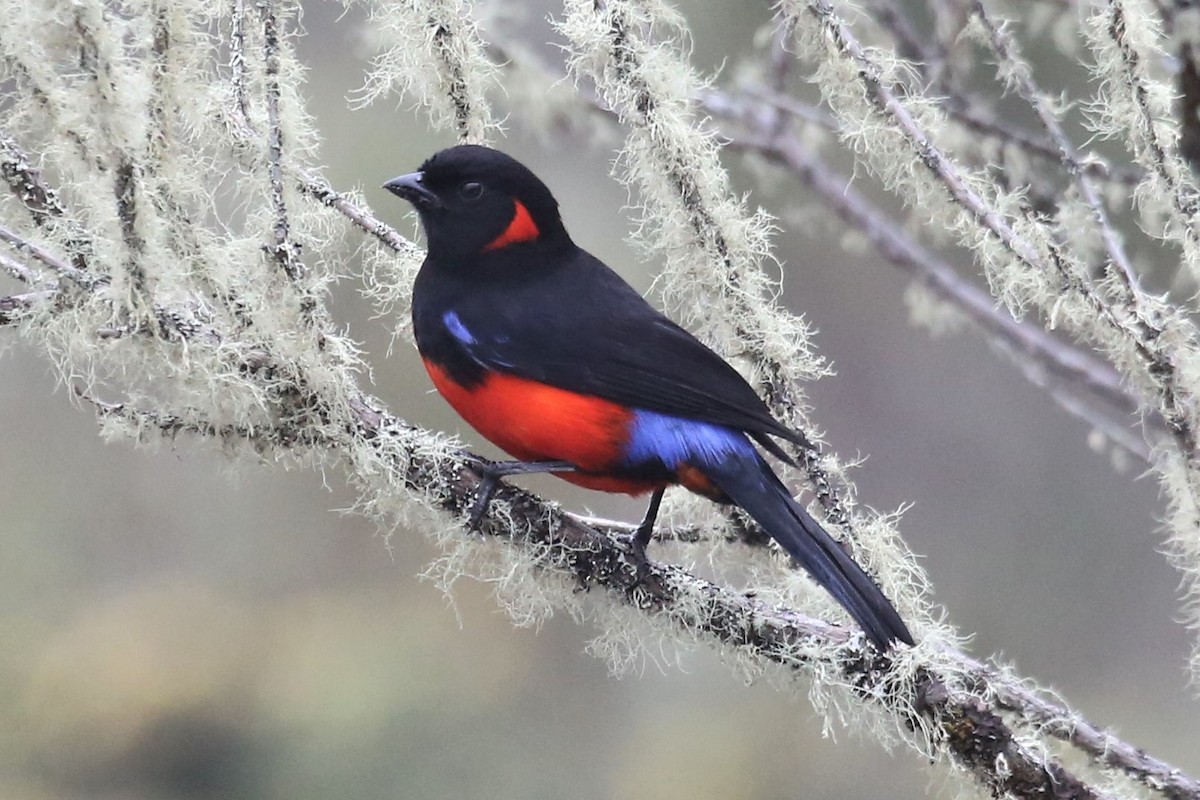 Scarlet-bellied Mountain Tanager - ML157040901