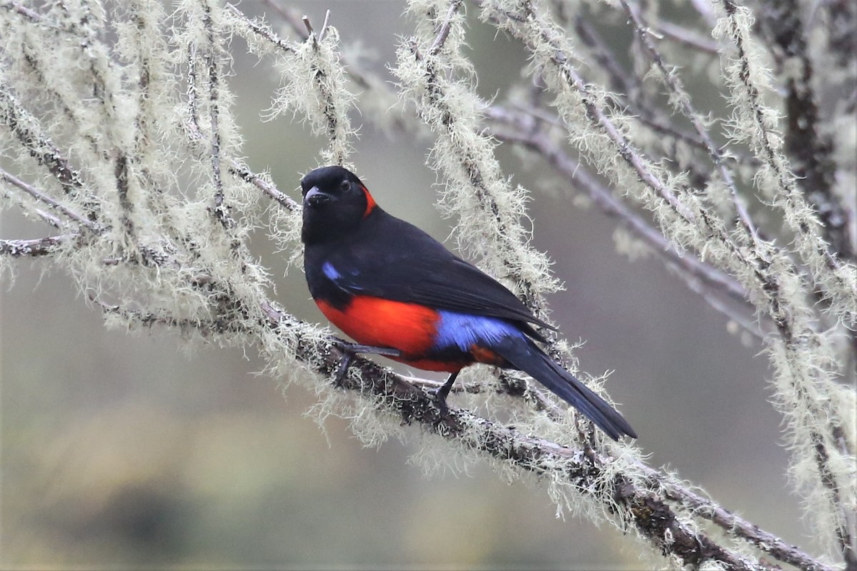 Scarlet-bellied Mountain Tanager - ML157040921