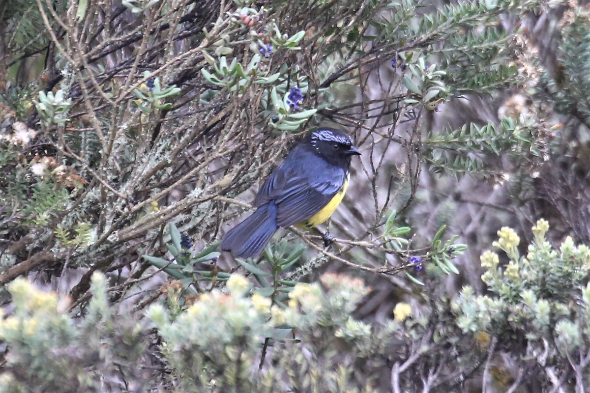 Buff-breasted Mountain Tanager - ML157040941