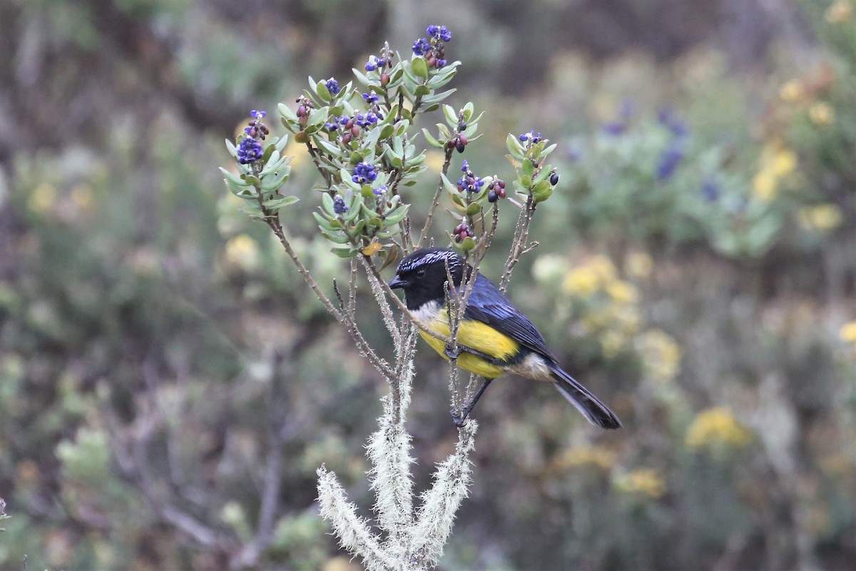 Buff-breasted Mountain Tanager - ML157040971