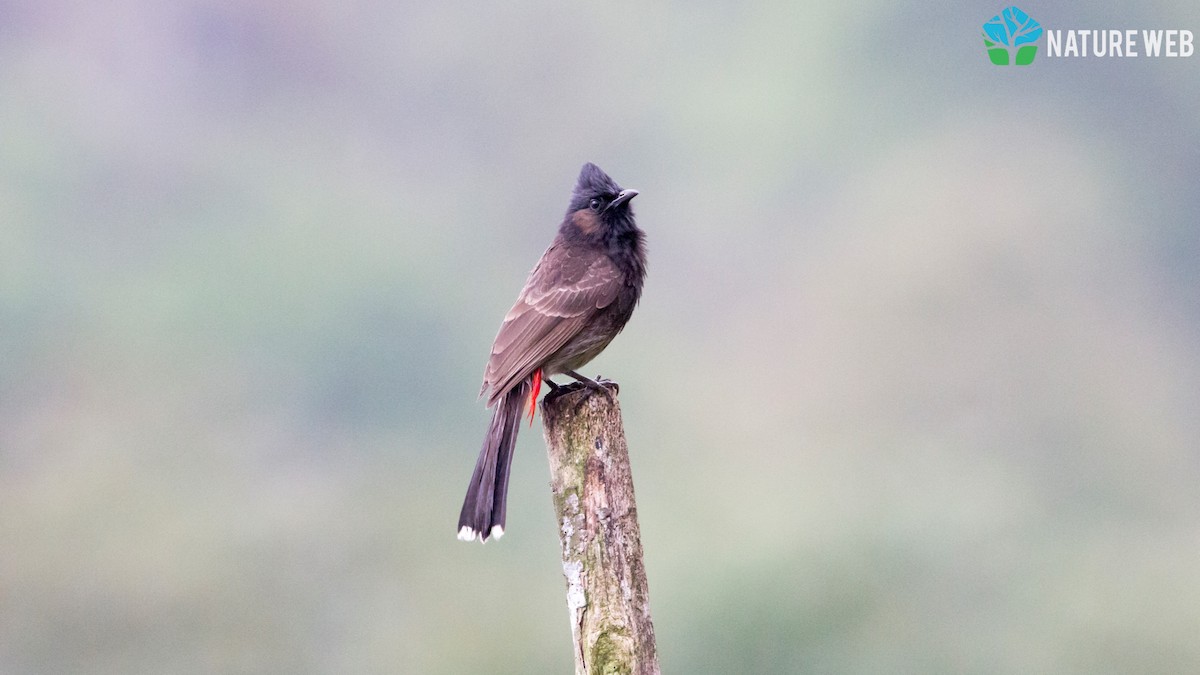 Bulbul à ventre rouge - ML157042011