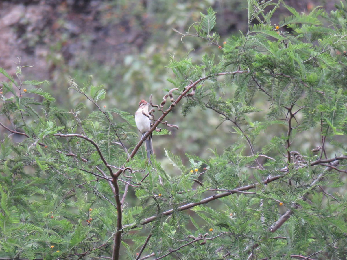 Striped Cuckoo - ML157042061