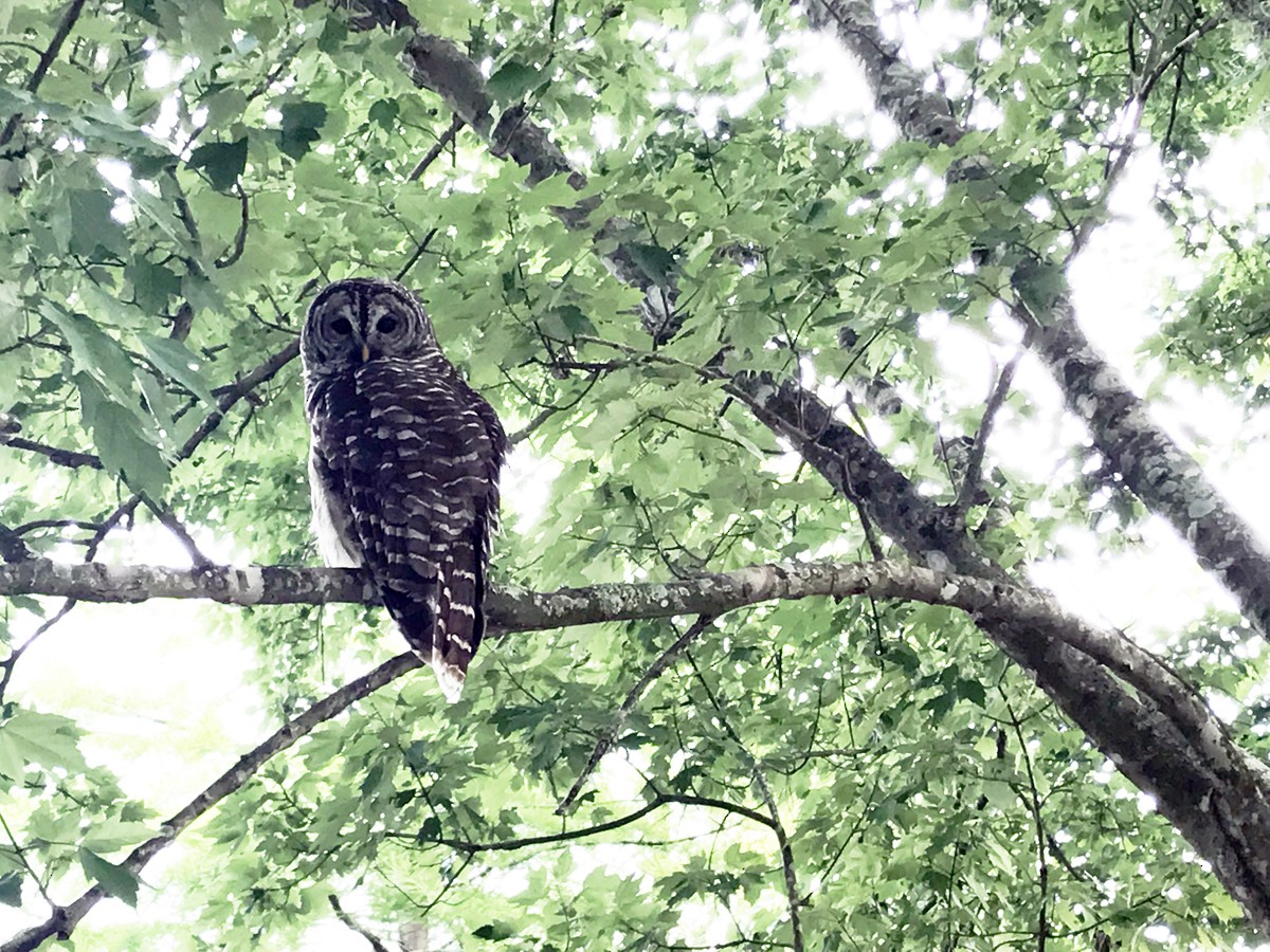 Barred Owl - ML157042191