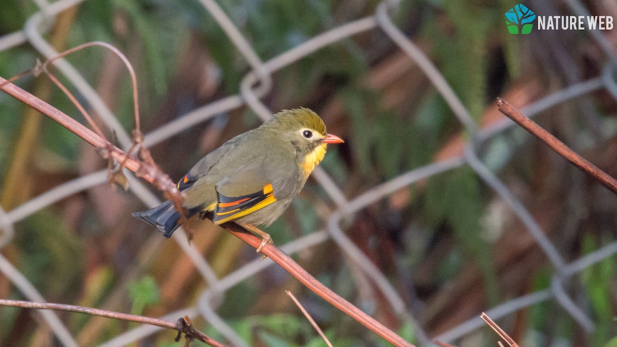 Red-billed Leiothrix - ML157042341