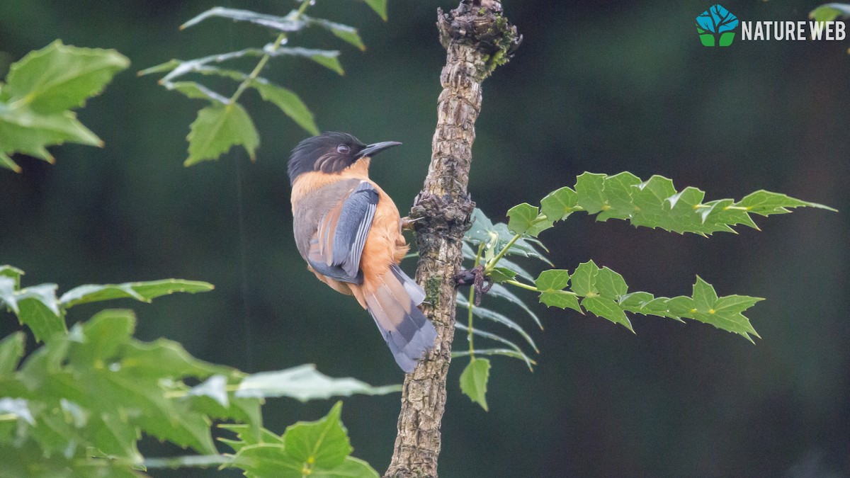 Rufous Sibia - ML157042461