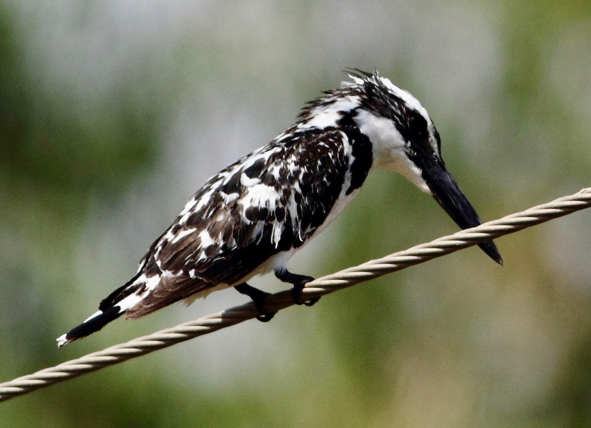 Pied Kingfisher - ML157042561