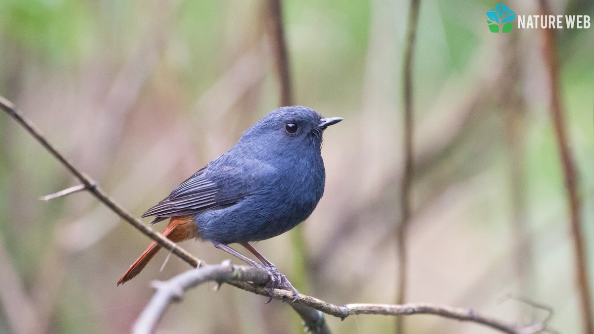 Plumbeous Redstart - ML157042741