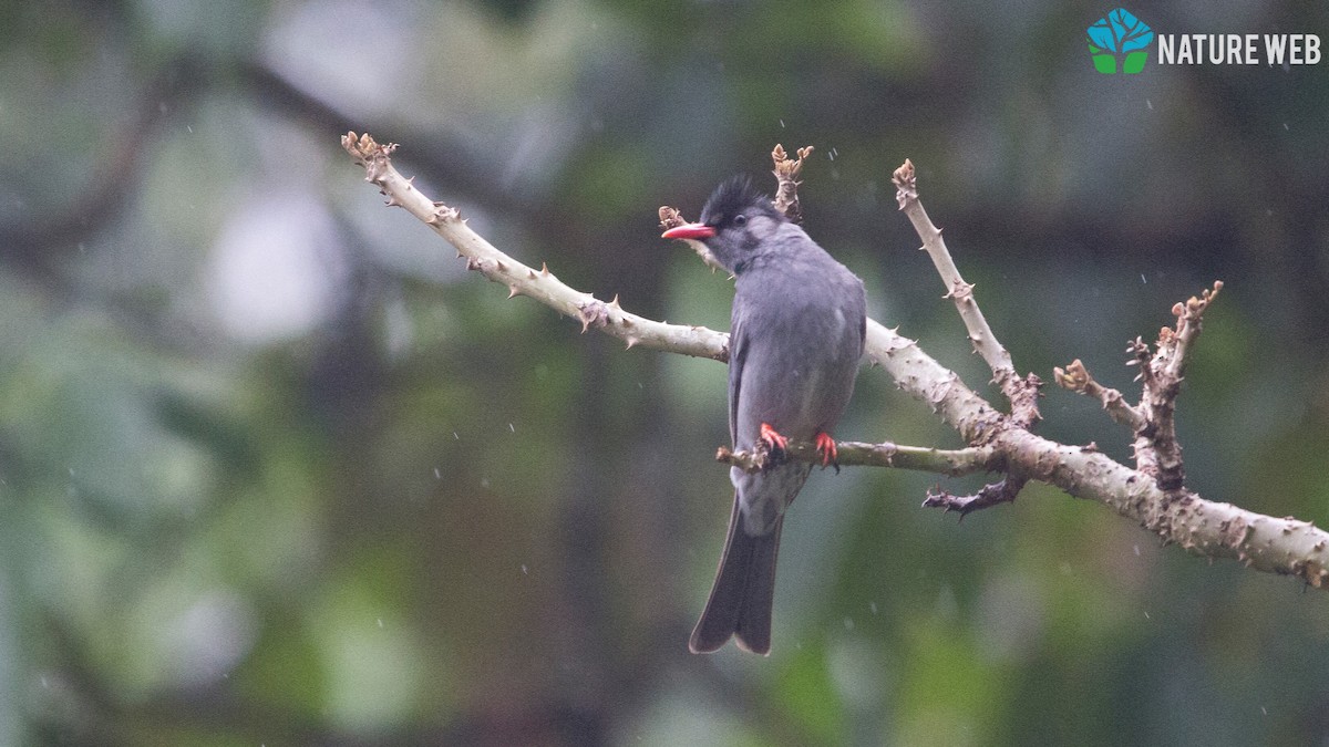 Black Bulbul - ML157042811