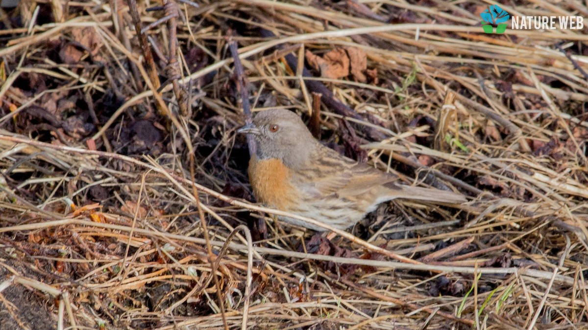 Robin Accentor - ML157043061