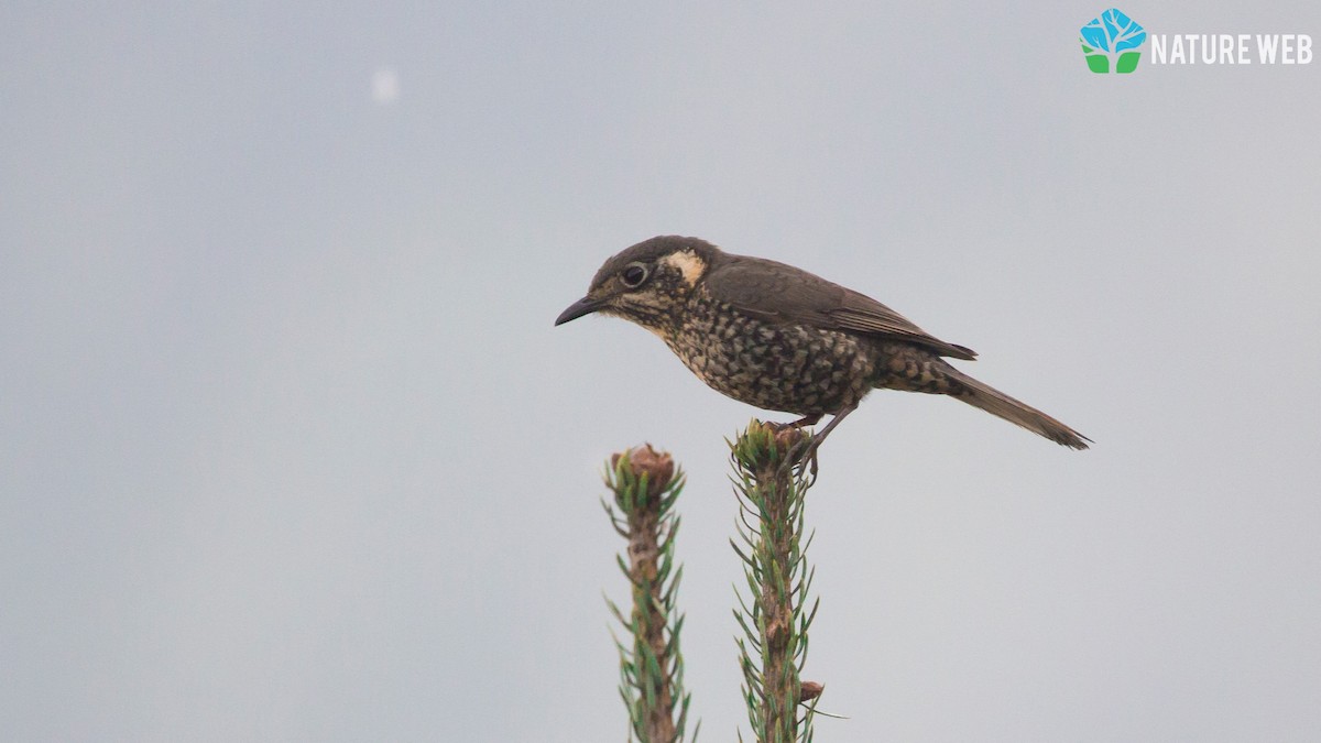 Chestnut-bellied Rock-Thrush - ML157044201