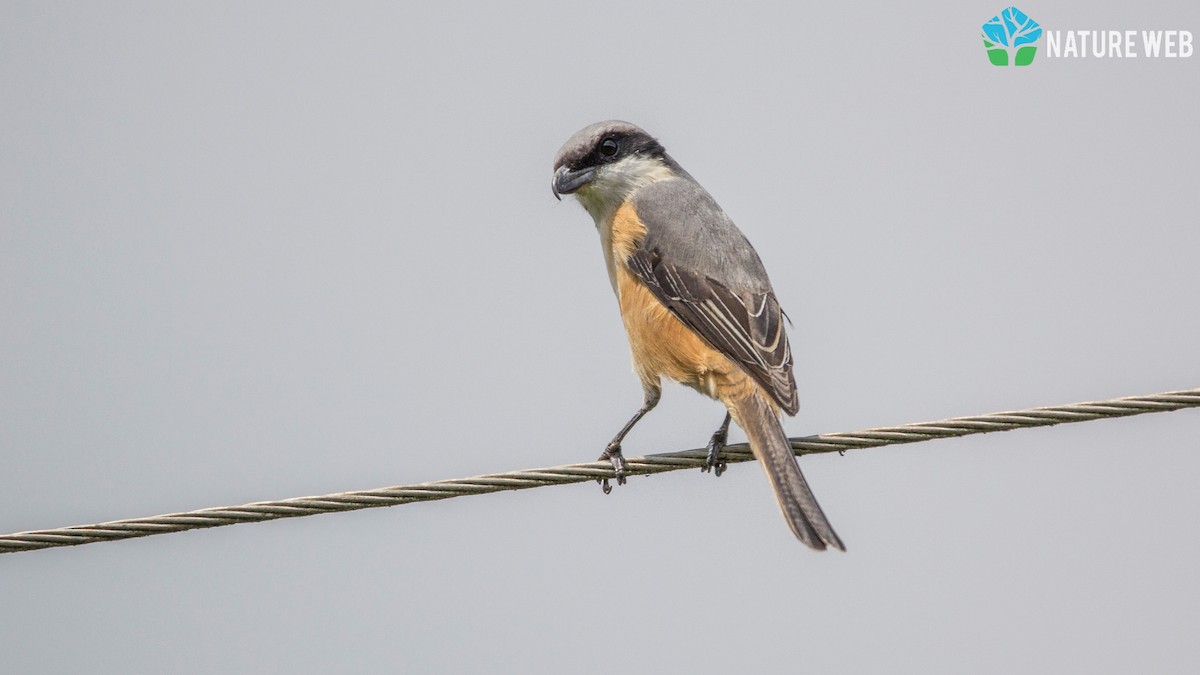 Gray-backed Shrike - ML157044611