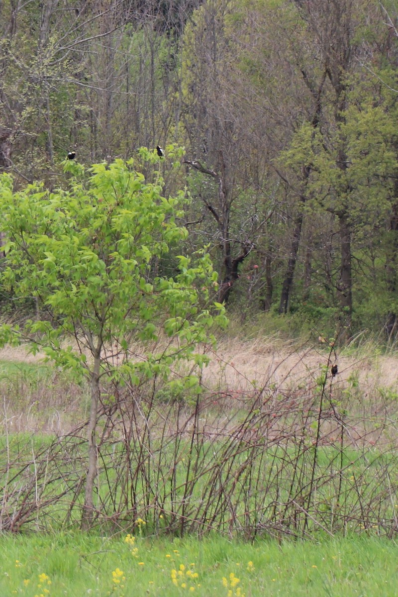 Bobolink - ML157044621