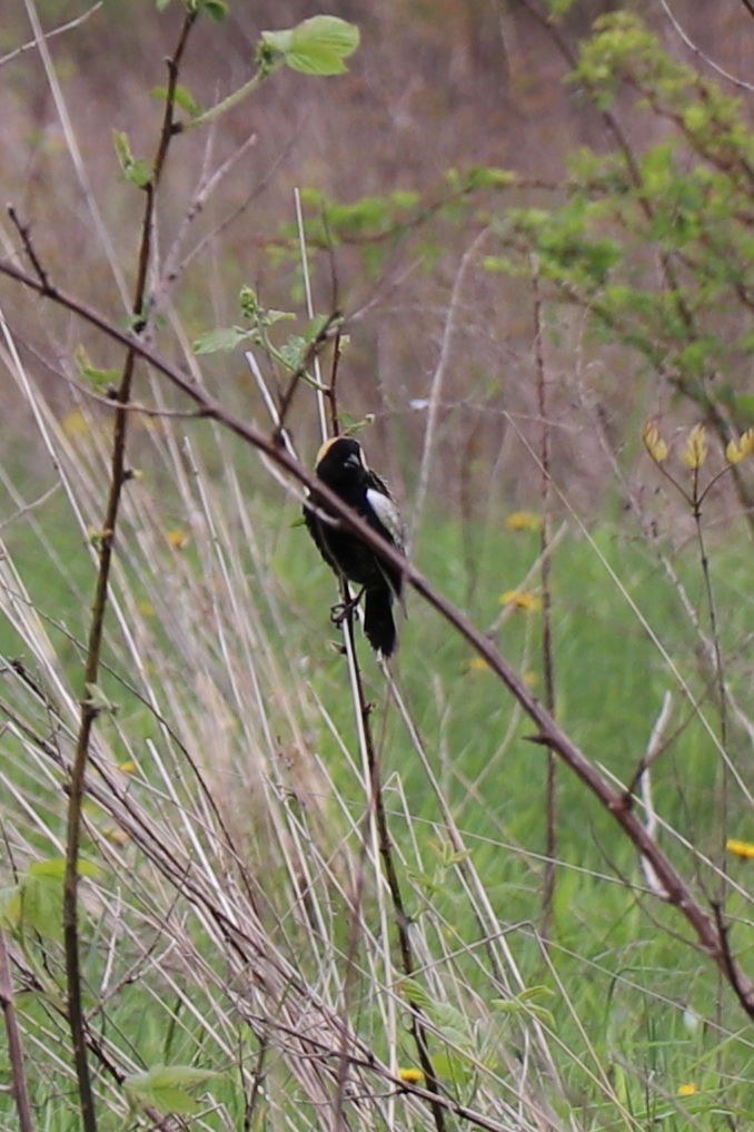 Bobolink - ML157044631