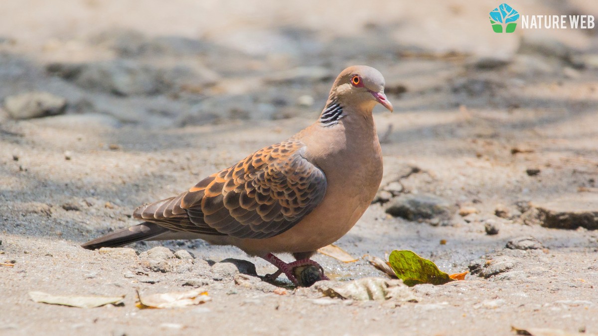 Oriental Turtle-Dove - ML157044651