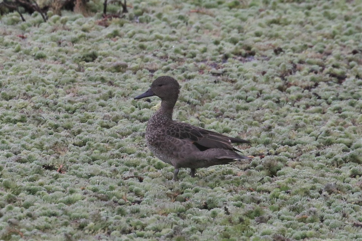 Andean Teal - ML157044891