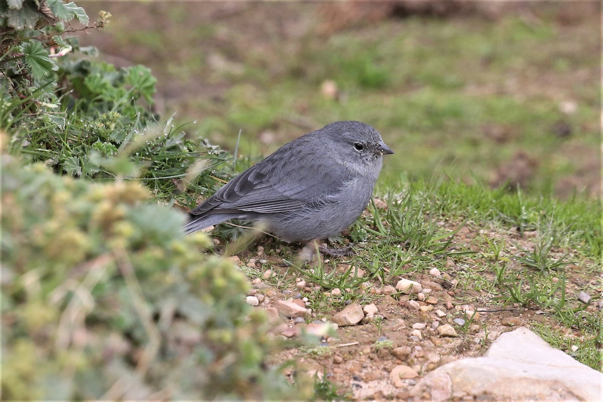 Plumbeous Sierra Finch - ML157044981