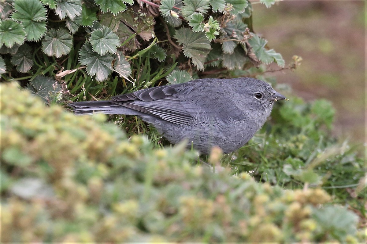 Plumbeous Sierra Finch - ML157045001