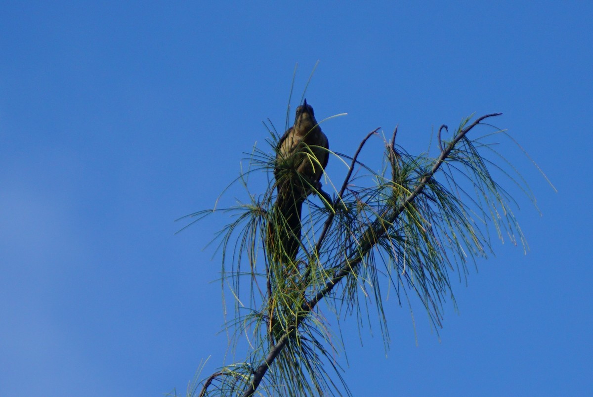 Boat-tailed Grackle - Mark Songer