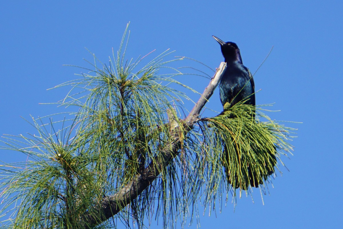 Boat-tailed Grackle - Mark Songer