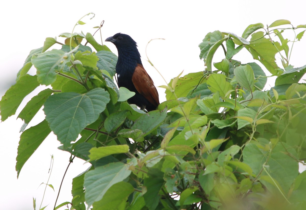 Lesser Coucal - Bhaarat Vyas
