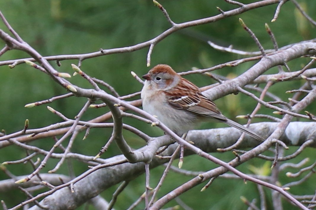 Field Sparrow - Accidental Birder