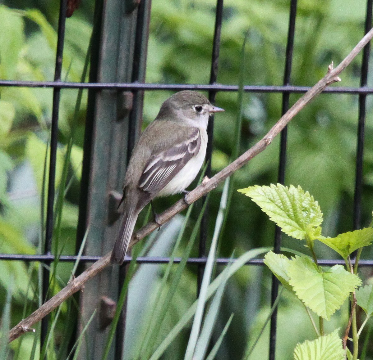 Least Flycatcher - Tom Younkin