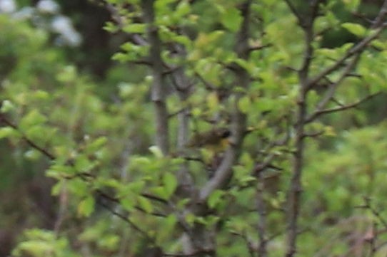 Common Yellowthroat - ML157046321