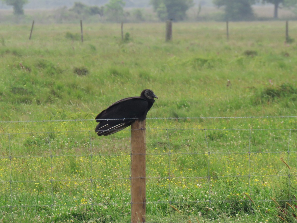 Black Vulture - ML157046431