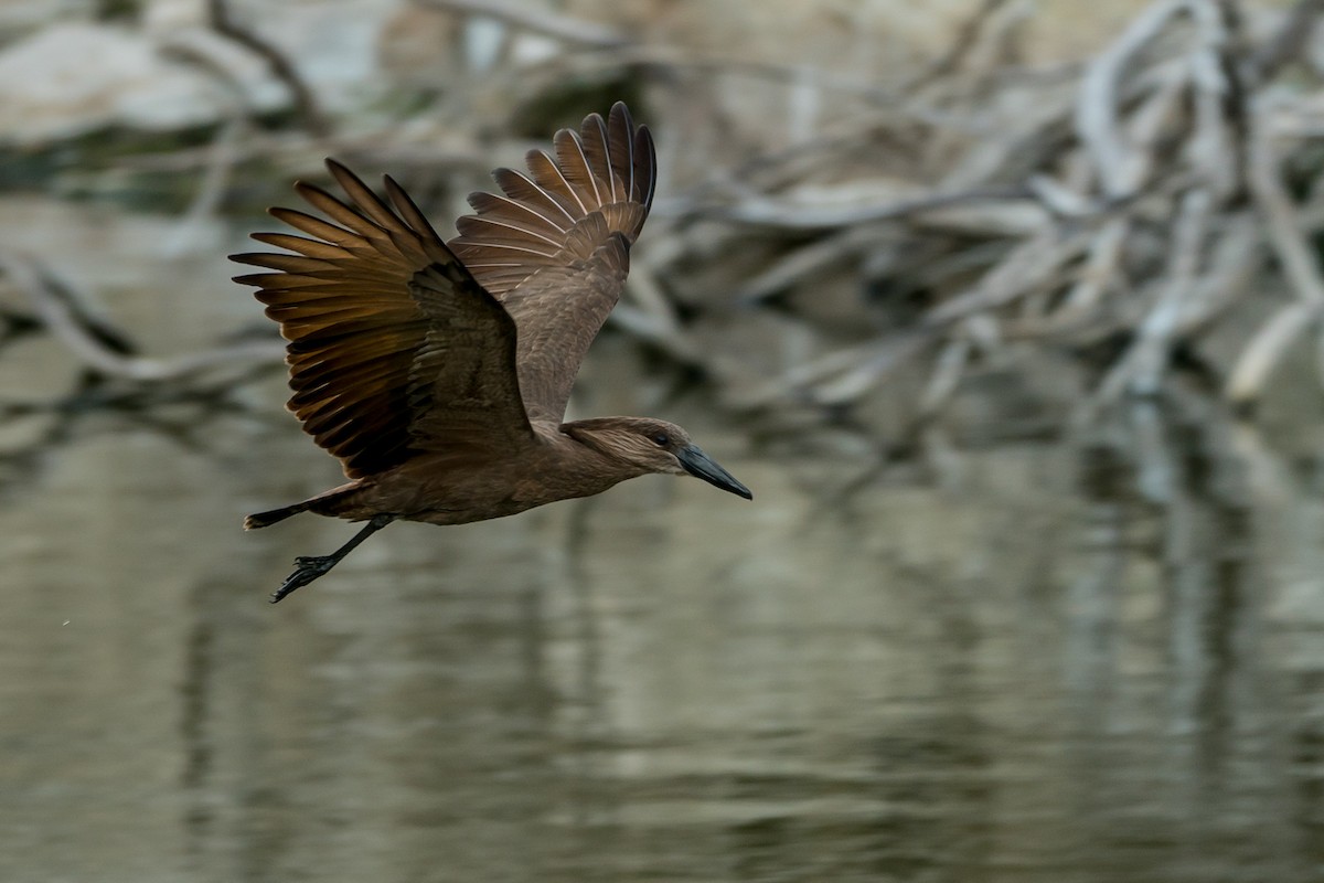 Hamerkop - ML157048901