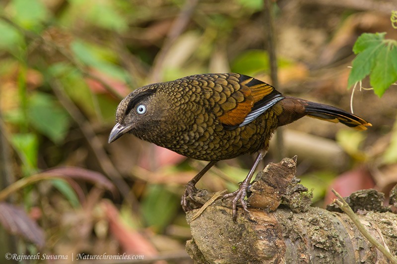 Blue-winged Laughingthrush - ML157050211