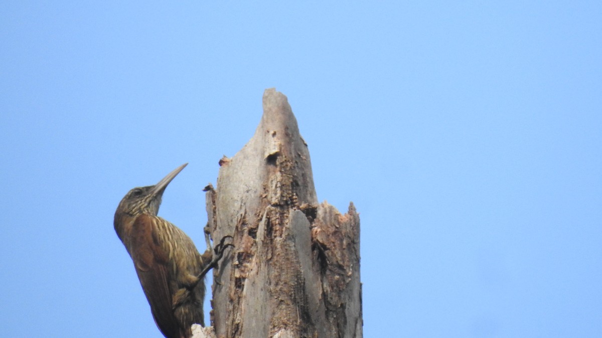 Duida Woodcreeper - ML157050231