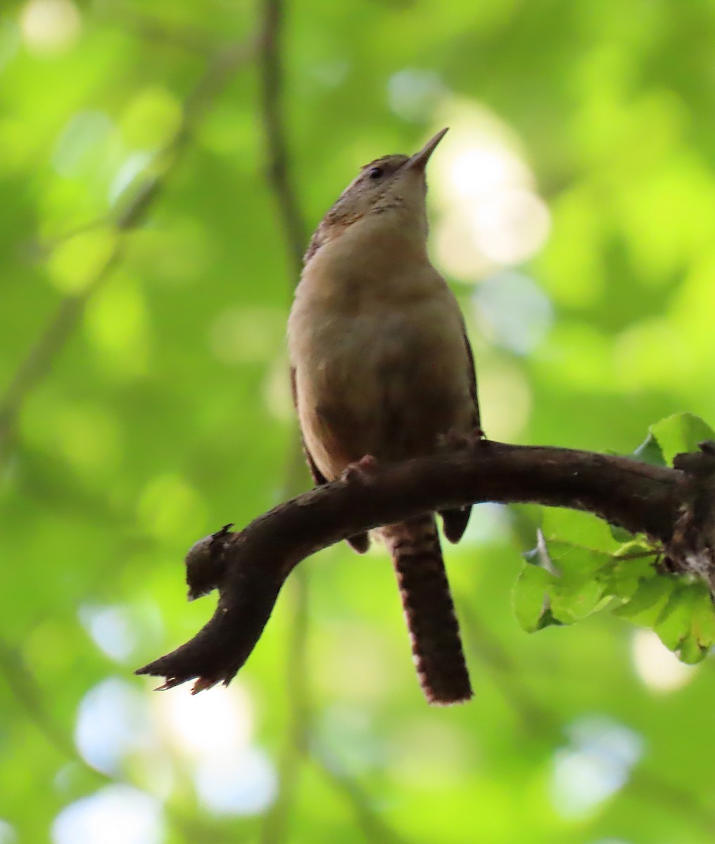 Carolina Wren - ML157050961