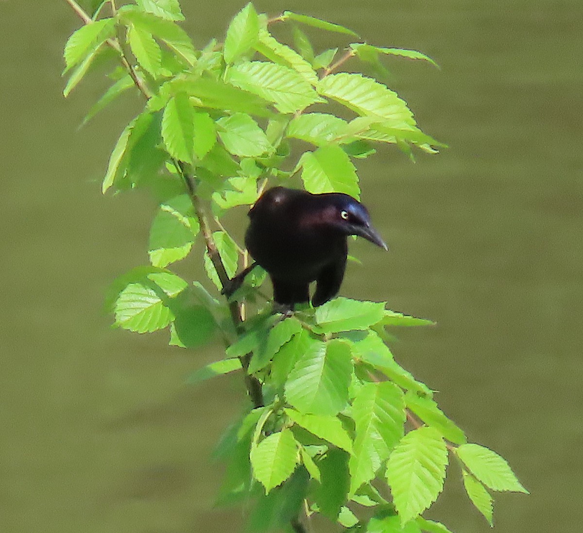 Common Grackle - ML157051151